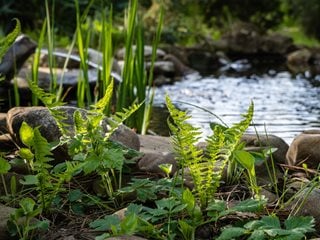 Pond & Ferns, Woodland Garden
Shutterstock.com
New York, NY