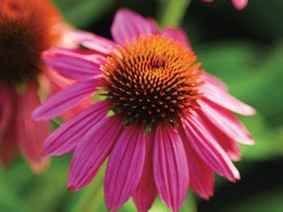 Purple Coneflower