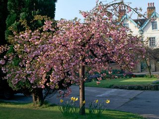 Prunus Serrulata, Cheal’s Weeping Cherry, Kiku-Shidare-Zakura, Flowering Cherry Tree
Alamy Stock Photo
Brooklyn, NY