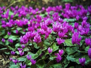 Purple Cyclamen, Cyclamen Growing In The Wild
Shutterstock.com
New York, NY