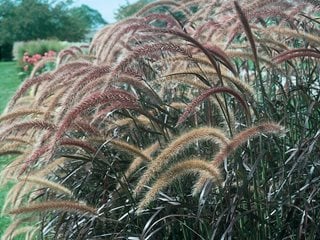 Purple Fountain Grass, Pennisetum Setaceum 'rubrum', Ornamental Grass
Proven Winners
Sycamore, IL