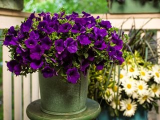 Royal Velvet Petunia, Purple Petunia, Annual Flower
Proven Winners
Sycamore, IL