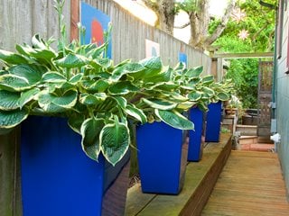 Side Yard With Bright Blue Containers, Hostas In Pots
Garden Design
Calimesa, CA