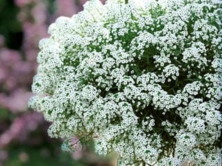 Snow Princess Sweet Alyssum, Lobularia, White Flowers  Proven Winners  Sycamore, IL