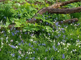 Spanish Bluebells, Woodland Garden
Shutterstock.com
New York, NY