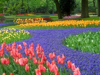 Spring Bulbs At Keukenhof, Spring Bulb Flowers
Garden Design
Calimesa, CA