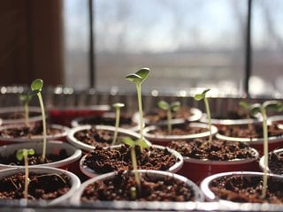 Sprouting Seeds, Seeds In Pots, Growing Seeds
Shutterstock.com
New York, NY