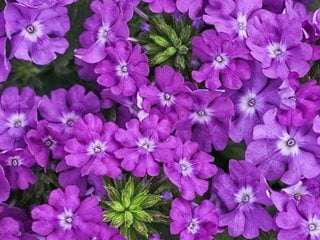 Superbena Violet Ice, Purple Verbena
Proven Winners
Sycamore, IL