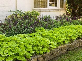 Sweet Caroline Bewitched Ipomoea, Green With Envy, Sweet Potato Vine, Garden Bed
Proven Winners
Sycamore, IL