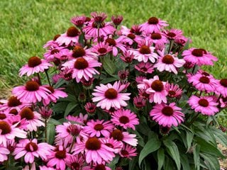 Color Coded® 'The Fuchsia is Bright' coneflower