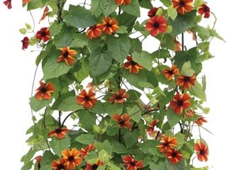 Thunbergia On Trellis
Proven Winners
Sycamore, IL