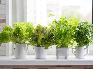 Best light for shop growing herbs outdoors