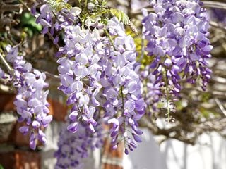 Wisteria Flower, Purple Wisteria
Pixabay
