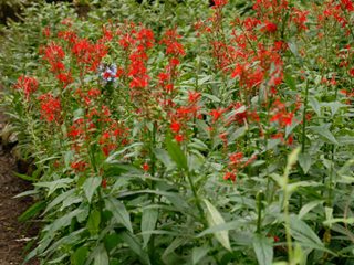 Cardinal Flower, Lobelia Cardinalis, Red Flower
"Dream Team's" Portland Garden
Proven Winners
Sycamore, IL