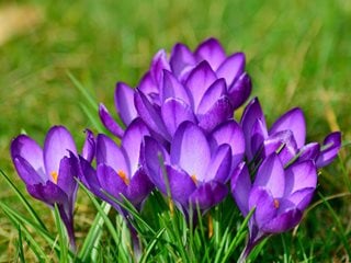 Crocus, Purple Flower
"Dream Team's" Portland Garden
Pixabay
