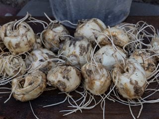 Fritillaria Bulbs
"Dream Team's" Portland Garden
Shutterstock.com
New York, NY