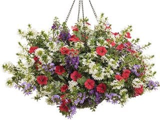 Angel Wings Container Recipe, Hanging Basket, Whirlwind White Scaevola
Proven Winners
Sycamore, IL