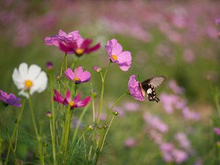 Butterfly On Cosmos Flower,
Shutterstock.com
New York, NY
