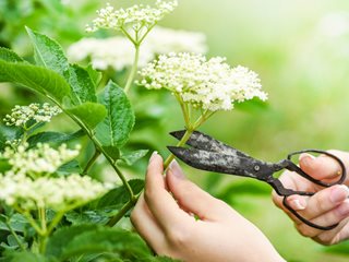 Cutting Flowers, Harvesting Flowers
Shutterstock.com
New York, NY
