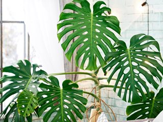 Monstera deliciosa plant