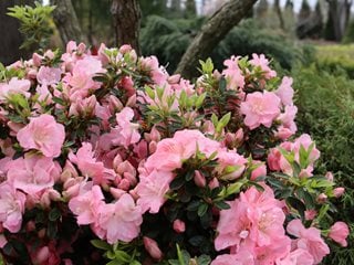 Perfecto Mundo Pink Carpet Azalea, Dwarf Azalea
Proven Winners
Sycamore, IL