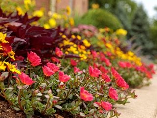 Image of Portulaca companion plants Salvia