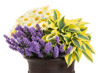 Queen Bee Combination, Plant Combination, Banana Cream Daisy
Proven Winners
Sycamore, IL