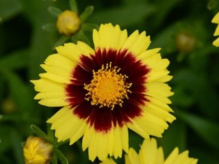 Uptick Yellow And Red Coreopsis, Coreopsis Hybrid
Proven Winners
Sycamore, IL
