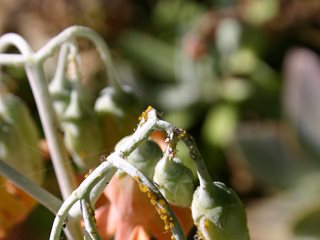 Cotyledon Buds, Aphids
Debra Lee Baldwin
San Diego, CA