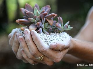 Pumice, Succulent
Debra Lee Baldwin
San Diego, CA