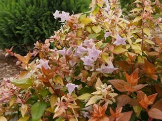 Funshine Abelia Plant, Abelia Grandiflora
Proven Winners
Sycamore, IL