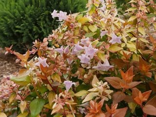 Funshine Abelia Plant, Abelia Grandiflora
Proven Winners
Sycamore, IL