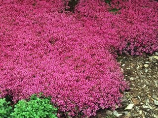 Red Creeping Thyme, Thymus Praecox, Flowering Groundcover
Proven Winners
Sycamore, IL