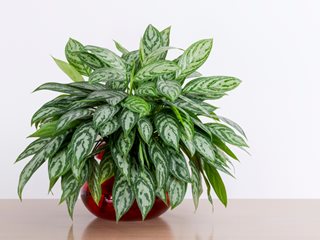 Chinese Evergreen Plant, Aglaonema 