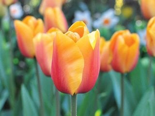 Tulip, Orange Flower
"Dream Team's" Portland Garden
Garden Design
Calimesa, CA