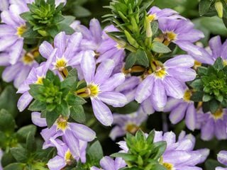 Blue fan flower