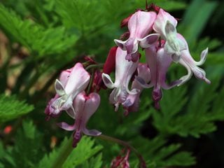 Luxuriant Bleeding Heart, Dicentra Luxuriant, Bleeding Heart Flower  Pixabay  