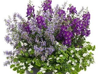 cat's pajamas plant winter care