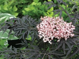 Black Lace Elderberry, Black Foliage
Proven Winners
Sycamore, IL