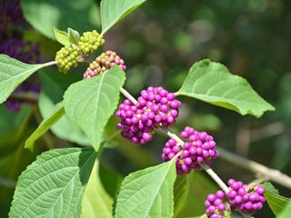 Callicarpa Americana
Shutterstock.com
New York, NY