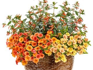Clementine Container Recipe, Vermillionaire Cuphea, Calibrachoa
Proven Winners
Sycamore, IL