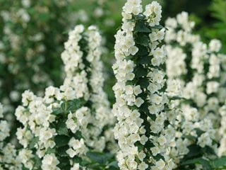 Mock orange flowers