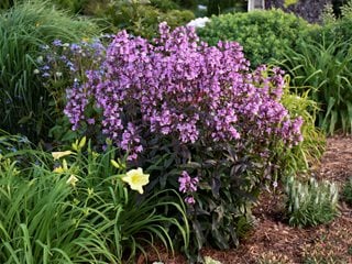 Midnight Masquerade Penstemon, Perennial Plant
Proven Winners
Sycamore, IL