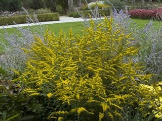 Solidago Rugosa Fireworks, Fireworks Goldenrod
Millette Photomedia
