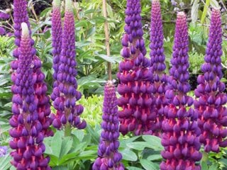 West Country Masterpiece Lupine, Purple Lupine Flower
Proven Winners
Sycamore, IL