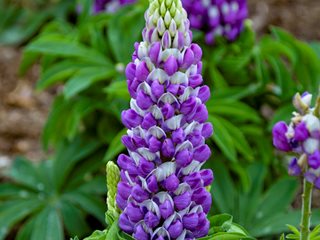 Mini Gallery Blue Bicolor Lupine, Lupinus Polyphyllus
Proven Winners
Sycamore, IL