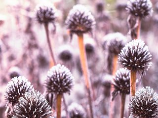 Coneflower Seed Heads, Coneflower In Winter
"Dream Team's" Portland Garden
Shutterstock.com
New York, NY