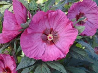 Hibiscus Berry Awesome, Rose Mallow
"Dream Team's" Portland Garden
Proven Winners
Sycamore, IL