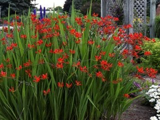 Crocosmia Lucifer In Garden, Lucifer Flower
"Dream Team's" Portland Garden
Walters Gardens
