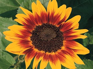 Ring Of Fire Sunflower, Bicolor Sunflower
All-America Selections
Downers Grove, IL
